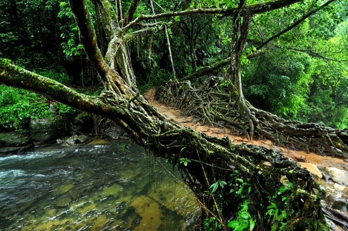 The living Root bridge