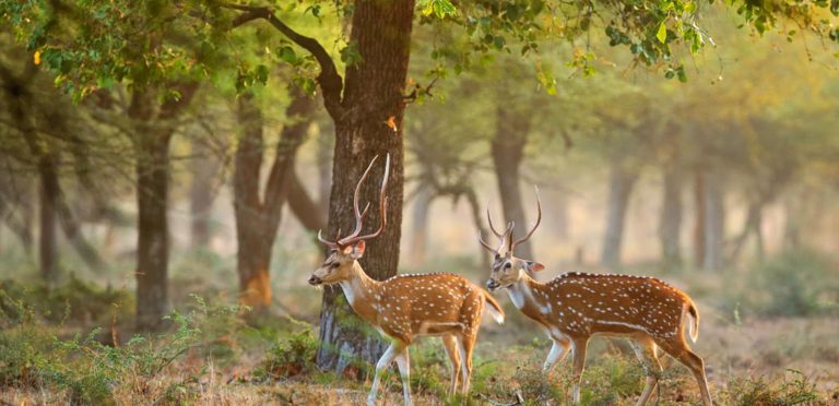 Govind Pashu Vihar Wildlife Sanctuary: The Home Of The Wild -Memorable ...