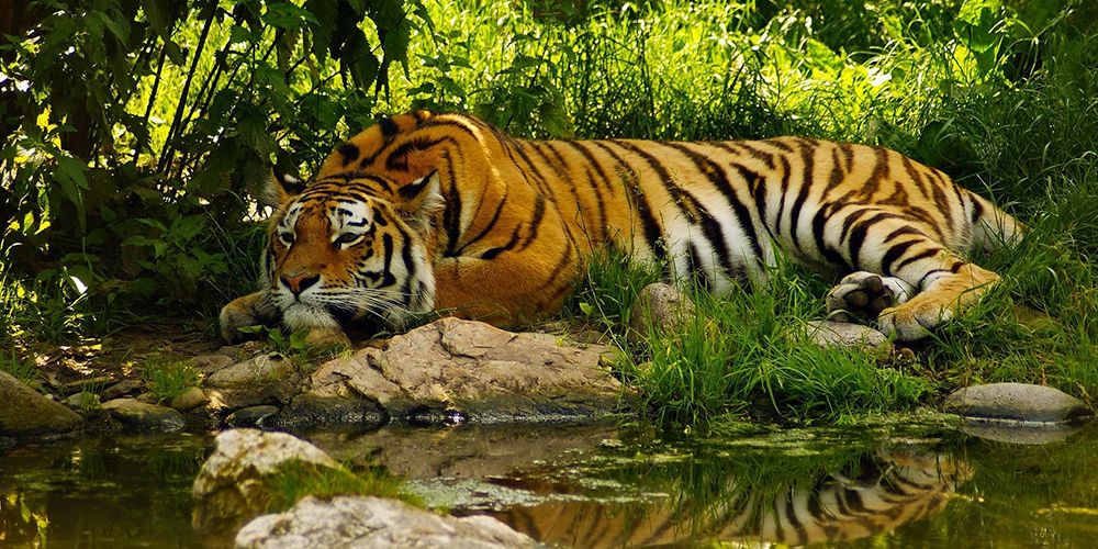 Sundarbans Park
