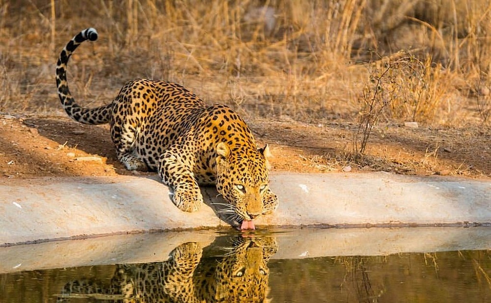 Jhalana Doongri Forest Reserve Prominent for its leopard safari