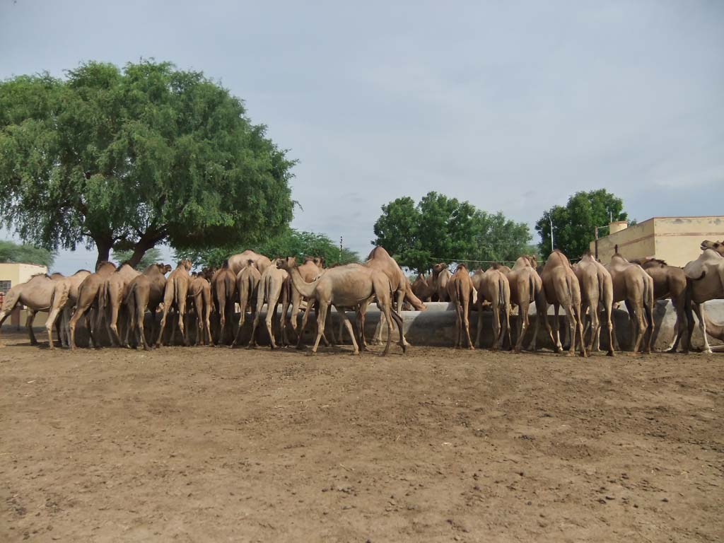Camel Breeding Farm Bikaner Rajsthan India