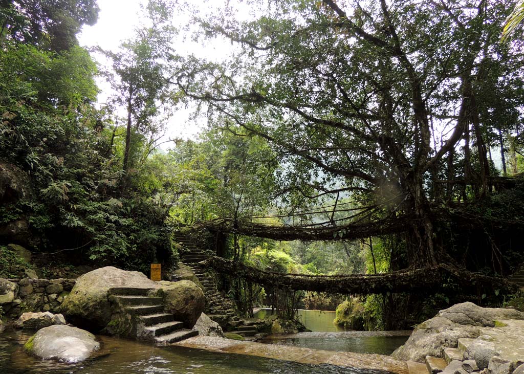 Double Living Root Bridge in East Khasi Hills Meghalaya India