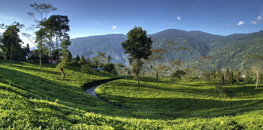 Happy Valley Tea Estate Darjeeling West Bengal India