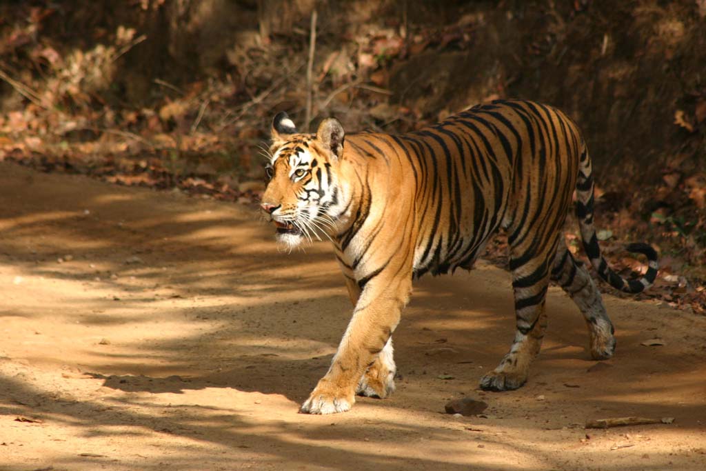 Kanha Wildlife National Park Madhya Pradesh India