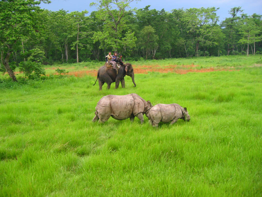 Kaziranga Wildlife Sanctuary Assam India
