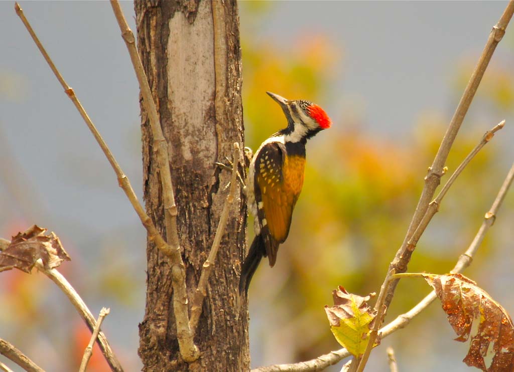 Lesser Goldenback Bird - Pench National Park Seoni Madhya Pradesh India