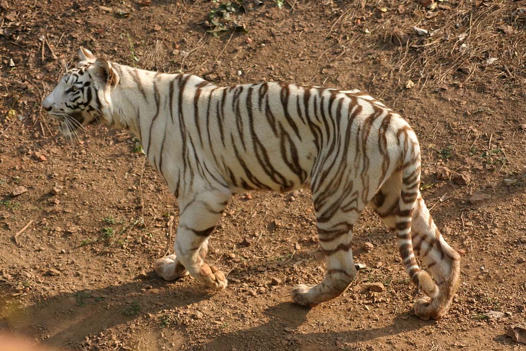 Nandankanan Tiger Reserve Orissa India