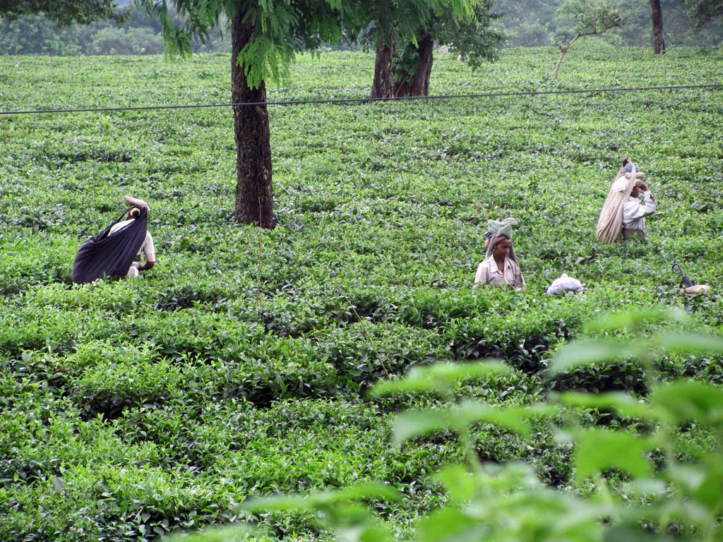 Tea Pickers at Tea Gardens Bagdogra Darjeeling India