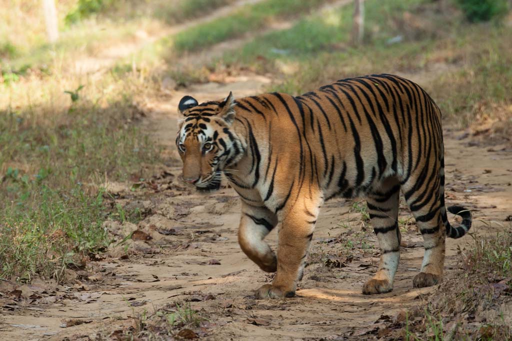 tiger reserves bandhavgarh wildlife natioanal park