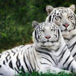 Bandhavgarh National Park: In Search For The Majestic Tiger