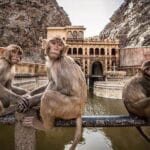 Galtaji Temple: Where The Monkeys Run The World