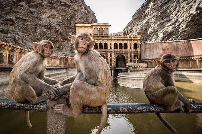Galtaji Temple: Where The Monkeys Run The World