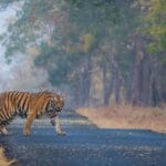 A Day Out with Tigers: Tadoba Andhari Tiger Reserve