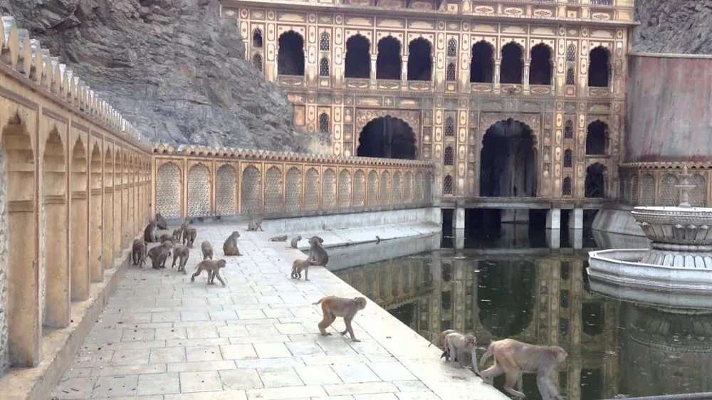 monkey temple galtaji