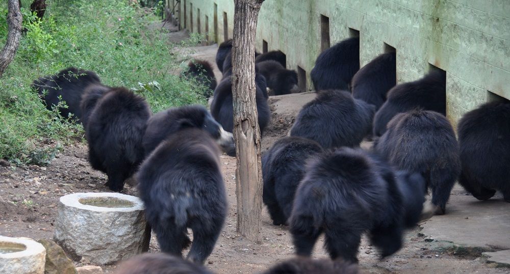 Agra Wildlife sos