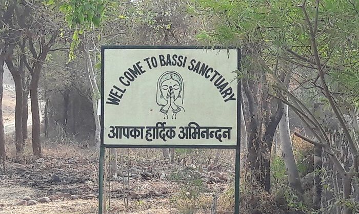 Bassi Wildlife Sanctuary – An excellent wildlife expedition Center in Chittorgarh