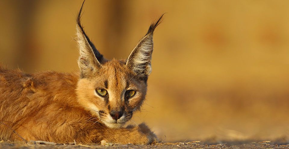 Bhainsrorgarh Wildlife Sanctuary – History and wildlife come together