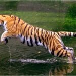 Darrah National Park – A perfect vacation spot for adventures activity in wildlife surrendered by nature