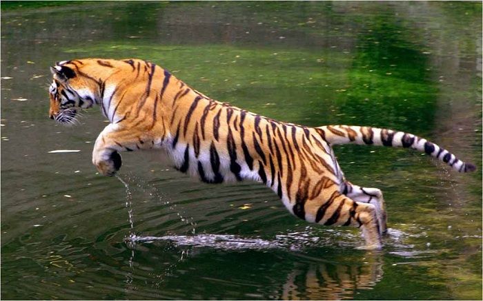 Darrah National Park – A perfect vacation spot for adventures activity in wildlife surrendered by nature