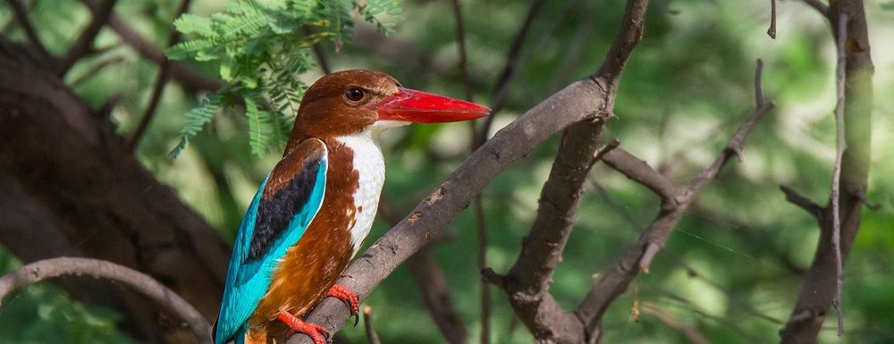 keoladeo ghana national park