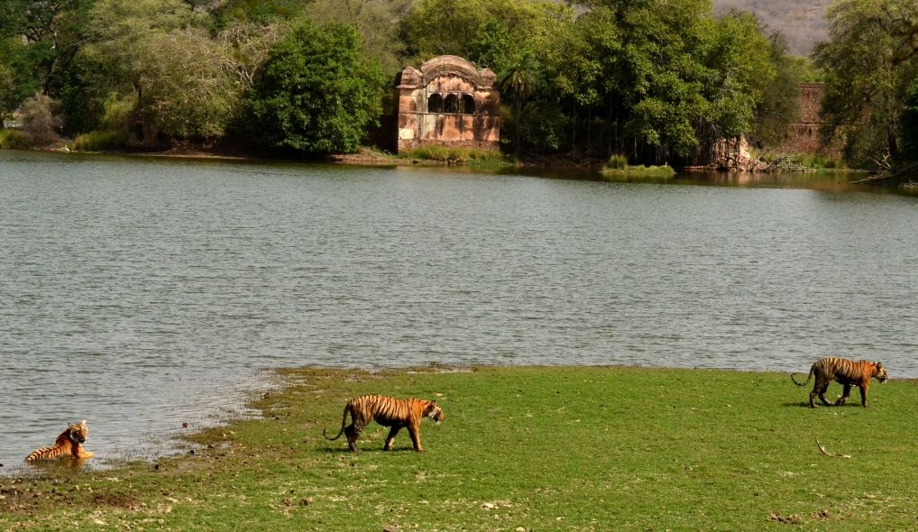 Mukundara hills Tiger Reserve at Darrah National Park