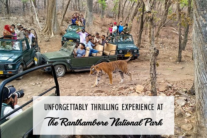 Ranthambore National Park – A perfect holiday spot for Enthusiastic wildlife and nature lover to venture in wild