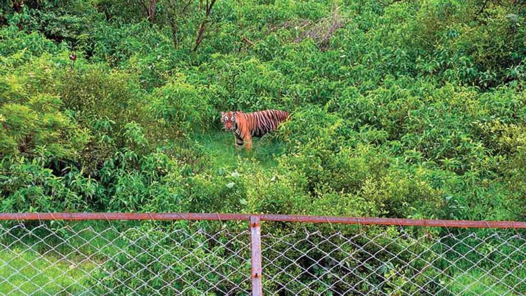 sariska national park