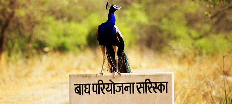 Sariska National Park – One of the best adventuresome wildlife national park in Rajasthan