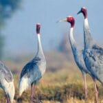 Keoladeo Ghana National Park – UNESCO World Heritage Site and the world’s best bird site