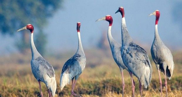 Keoladeo Ghana National Park – UNESCO World Heritage Site and the world’s best bird site