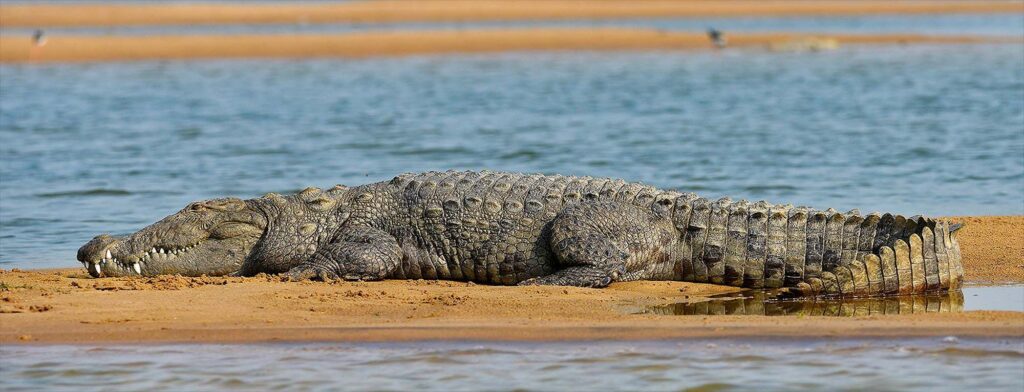 Safari at National Chambal wildlife sanctuary