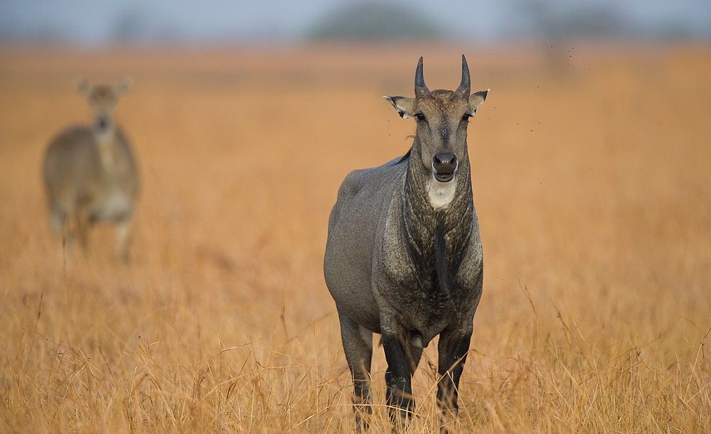 Nilgai Phulwari Ki Nal Wildlife Sanctuary