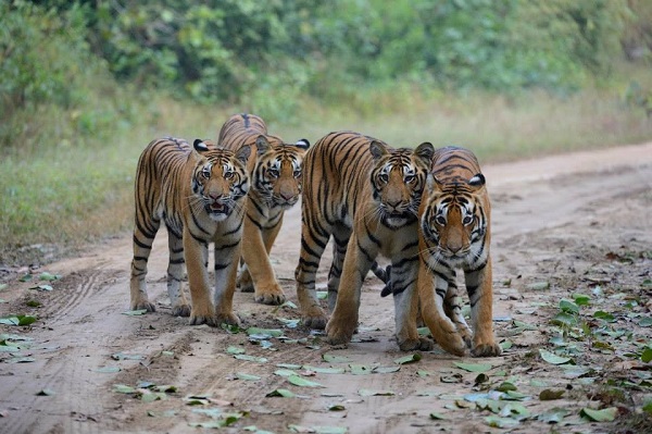 Shergarh Wildlife Sanctuary the best picnic spot at Baran