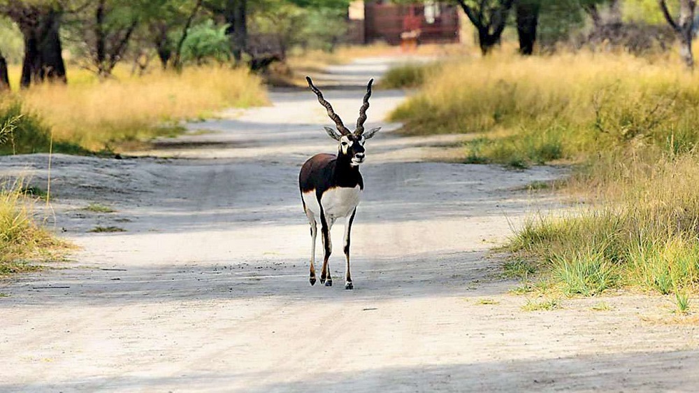 Tal Chhapar Sanctuary – A desert sanctuary which gives a spectacular view of Black bucks