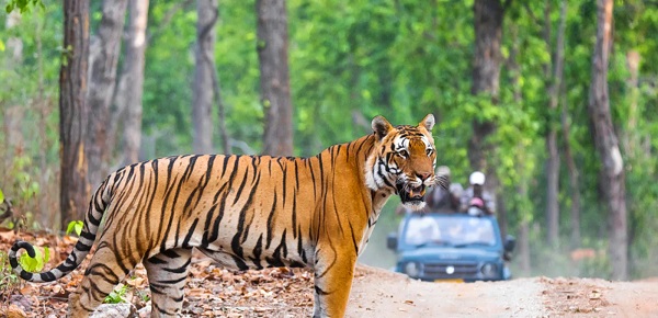 Van Vihar Wildlife Sanctuary is an excellent day tour at Dholpur