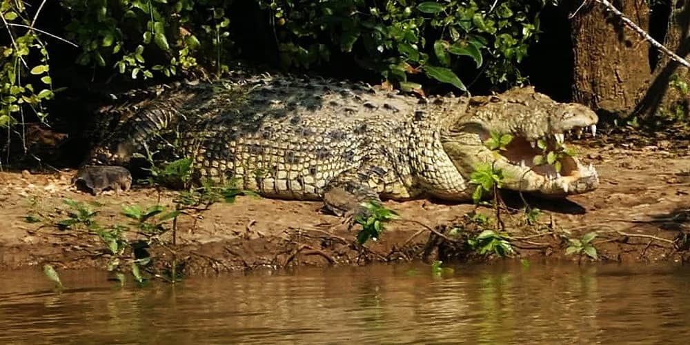 Amazon of India – Bhitarkanika Wildlife Sanctuary