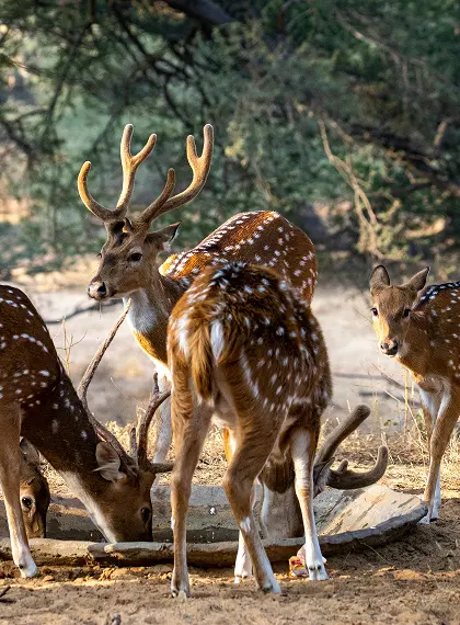 Chinnar-Wildlife-Sanctuary-Munnar