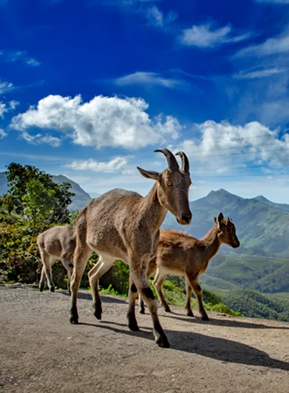 Eravikulam-National-Park-Munnar