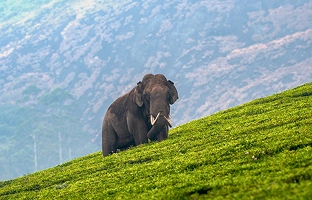 Explore-Wildlife-Munnar