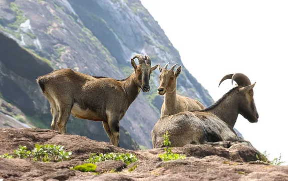 Munnar-Tour-2