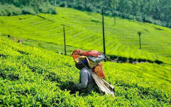 Munnar-Tour-3