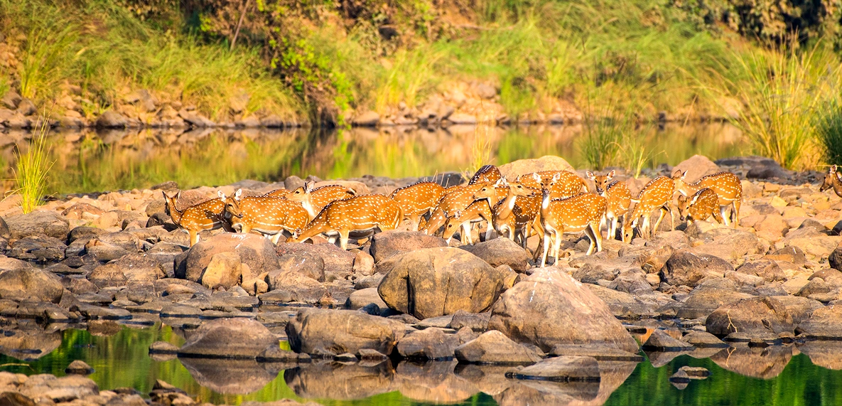 Bandhavgarh, Kanha, Pench Tiger Tour
