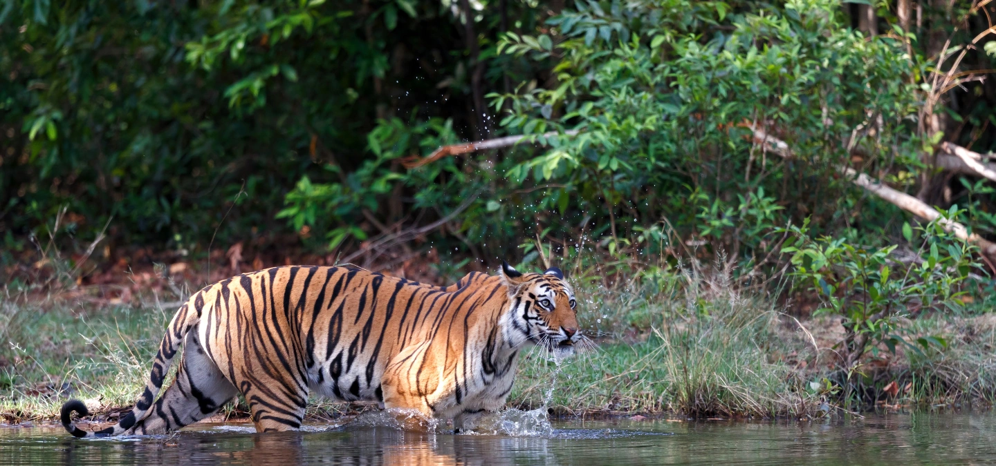 Bandhavgarh – Tiger′s Delight
