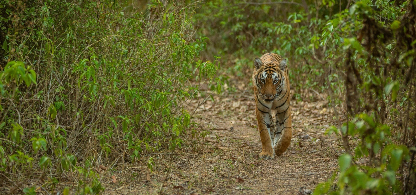 Kanha Tiger Reserve