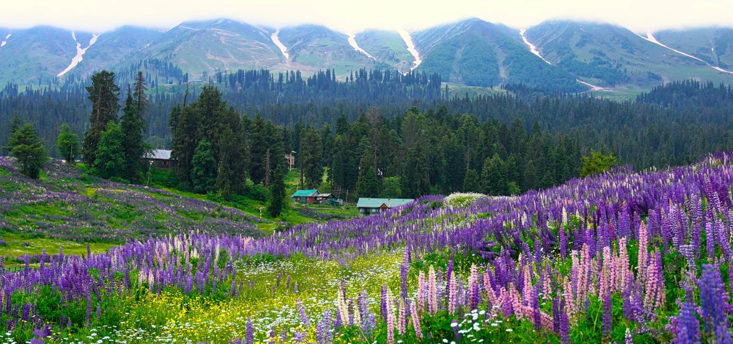 Kashmir Delight