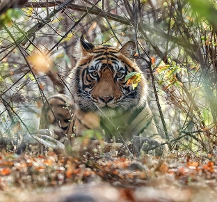 Ranthambore