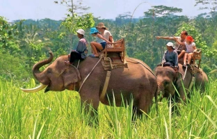 Elephant-Safari