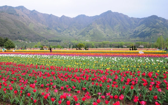 field-of-tulips-with-mountains-Srinagar
