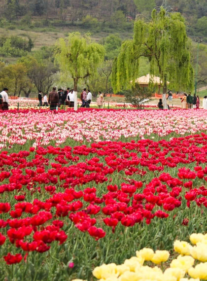 Tulip-Garden-Srinagar