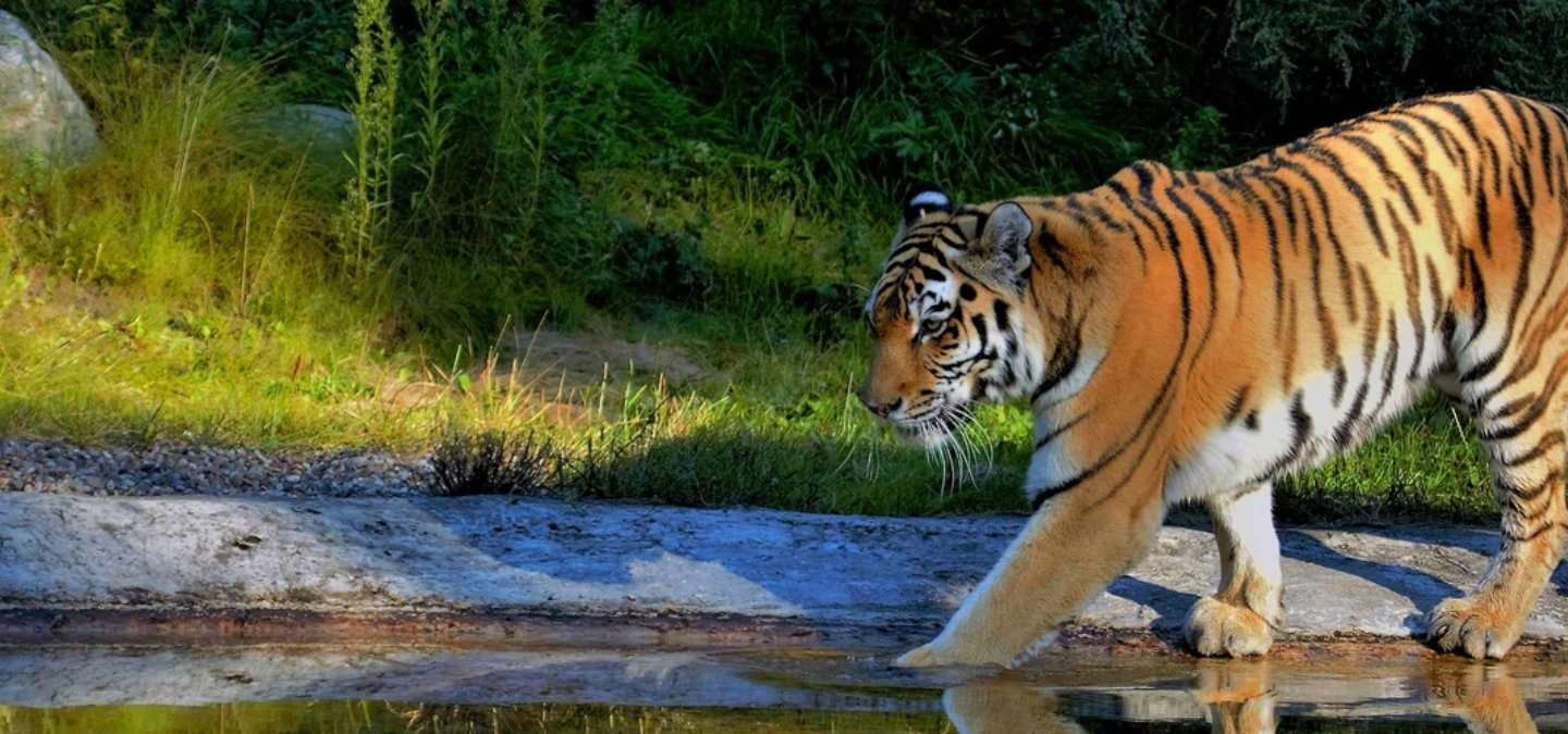 jim-corbett-tiger